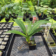 Load image into Gallery viewer, Philodendron Campii Lynette exact plant, Fedex 2day*