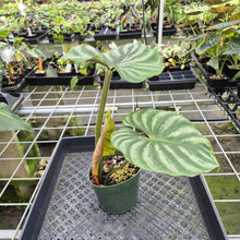 Load image into Gallery viewer, Philodendron Plowmanii 'Round Form' exact plant, Fedex 2day*