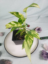 Load image into Gallery viewer, Yellow Flame, Exact Plant, variegated Epipremnum Pinatum