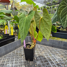 Load image into Gallery viewer, Anthurium Papillilaminum Fort Sherman X ( FS X Ralph Lynam), Ships Nationwide