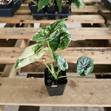 Load image into Gallery viewer, Alocasia dragon scale albo Exact Plant Ships Nationwide