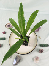 Load image into Gallery viewer, Philodendron Acutifolium, Exact Plant