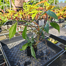 Load image into Gallery viewer, Philodendron 69686 Bette Waterbury, Exact Plant Ships Nationwide