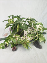 Load image into Gallery viewer, Pinnatum Albo, Exact Plant, multi pot of 5, variegated Epipremnum