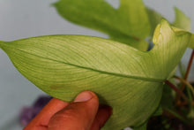 Load image into Gallery viewer, Philodendron Florida Ghost Exact Plant Ships nationwide