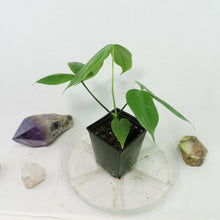 Load image into Gallery viewer, Anthurium Clavigerum. no shipping: ca,az,tx,la