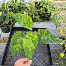 Load image into Gallery viewer, Homalomena Schismatoglottis Neoguineensis, Exact Plant Ships Nationwide