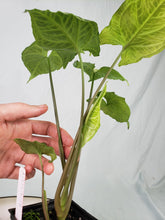 Load image into Gallery viewer, Syngonium Batik 4" pot, Fedex 2day*