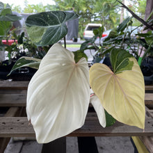 Load image into Gallery viewer, Philodendron Gloriosum variegated type 2, exact plant, Fedex 2day*