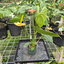 Load image into Gallery viewer, Anthurium Shibori, Exact Plant Variegated