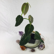 Load image into Gallery viewer, Philodendron Gigas, Exact Plant Ships Nationwide