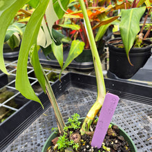 Load image into Gallery viewer, Monstera Borsigiana Albo Deliciosa, Exact Plant Variegated Ships Nationwide