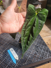 Load image into Gallery viewer, Anthurium Papillilaminum Fort Sherman X ( FS X Ralph Lynam), Ships Nationwide