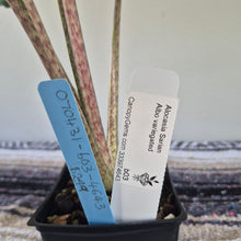 Load image into Gallery viewer, Alocasia sarian Albo, Exact Plant Ships Nationwide.