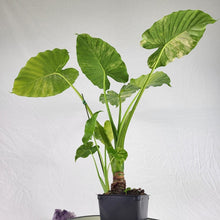 Load image into Gallery viewer, Alocasia Gageana Aurea, Exact Plant Variegated