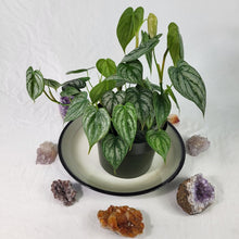 Load image into Gallery viewer, Philodendron Brandtianum, Exact Plant multi pot of 7+ Ships Nationwide