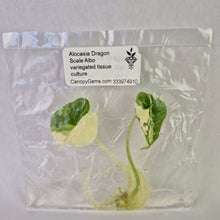 Load image into Gallery viewer, Alocasia Dragon Scale Albo variegated tissue culture 2DayAir