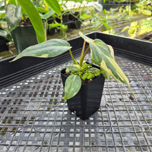 Load image into Gallery viewer, Philodendron Gloriosum, Dark Form, Exact Plant Ships Nationwide