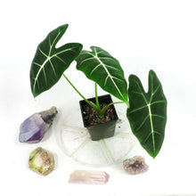 Load image into Gallery viewer, Alocasia Frydek, Micholitziana 4" pot, Fedex 2day*