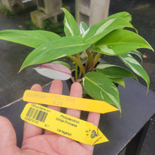 Load image into Gallery viewer, Philodendron White Princess, Exact Plant Variegated Ships Nationwide