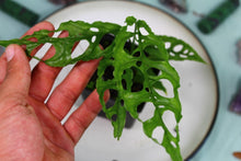 Load image into Gallery viewer, Monstera Obliqua Peru Exact Plant Ships nationwide