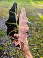 Load image into Gallery viewer, Alocasia Amazonica Large Form Pink Variegated, exact plant, not Polly, Fedex2day