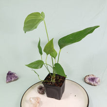 Load image into Gallery viewer, Anthurium Spectabile Wide Form Shipped Nationwide