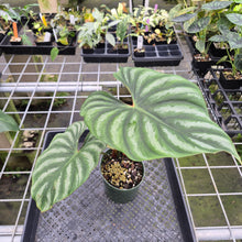 Load image into Gallery viewer, Philodendron Plowmanii 'Round Form' exact plant, Fedex 2day*
