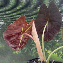 Load image into Gallery viewer, Alocasia Longiloba Grandis x Sanderiana 'Mark Campbell' exact plant, Fedex 2day*