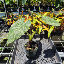 Load image into Gallery viewer, Alocasia Wentii Pink Splash Variegated 6" pot, Fedex 2day