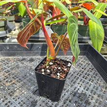 Load image into Gallery viewer, Philodendron Verrucosum Amazon Sunset, Exact Plant Ships Nationwide