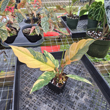 Load image into Gallery viewer, Philodendron Caramel Marble, Exact Plant Variegated Ships Nationwide