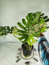 Load image into Gallery viewer, Thai Constellation, Exact Plant, variegated Monstera