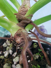 Load image into Gallery viewer, Giganteum Blizzard, exact plant, variegated Philodendron, ships nationwide