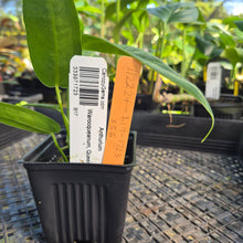 Load image into Gallery viewer, Anthurium Warocqueanum, Queen, Exact Plant Ships Nationwide