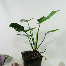 Load image into Gallery viewer, Philodendron Minarum Lime Fiddle, Mottled Dragon variegated 4” pot, Fedex 2 day*