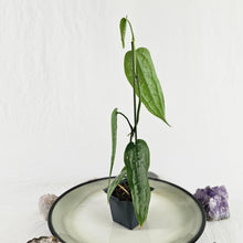 Load image into Gallery viewer, Anthurium Sp. Limon, Exact Plant Ships Nationwide