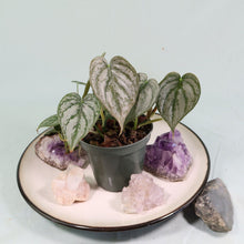 Load image into Gallery viewer, Philodendron Brandtianum 4" pot, Fedex 2day*