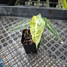 Load image into Gallery viewer, Alocasia polly aurea variegated, Exact Plant Ships Nationwide.