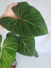 Load image into Gallery viewer, Philodendron Gloriosum, Dark Form 6" pot, Fedex 2day