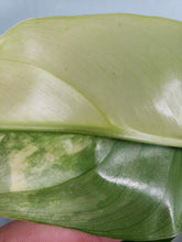 Load image into Gallery viewer, Domesticum, Exact Plant, variegated Philodendron