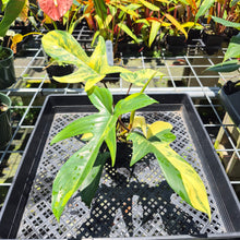Load image into Gallery viewer, Philodendron Florida Beauty Variegated exact plant, Fedex 2day*