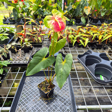 Load image into Gallery viewer, Anthurium Anuenue Obake Bicolor pink/green Fedex 2day