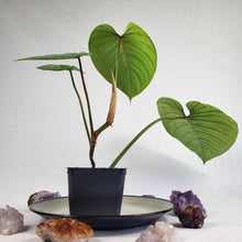 Load image into Gallery viewer, Philodendron Sodiroi True Form, Exact Plant Ships Nationwide