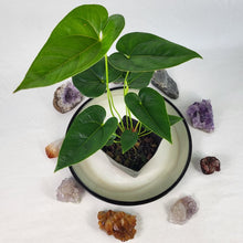 Load image into Gallery viewer, Anthurium Decipiens 4" pot,, Fedex 2 day*
