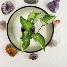 Load image into Gallery viewer, Syngonium Three Kings Magic Marble, Exact Plant Variegated Ships Nationwide