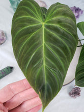 Load image into Gallery viewer, Splendid, Exact Plant, Philodendron