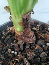 Load image into Gallery viewer, Alocasia Gageana Aurea, Exact Plant Variegated