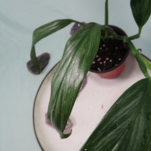 Load image into Gallery viewer, Epipremnum Amplissimum Silver Stripe Shipped Nationwide