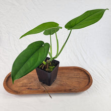 Load image into Gallery viewer, Syngonium Chiapense 4" pot, Fedex 2 day*